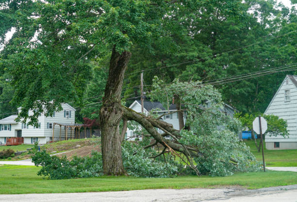 North Star, DE  Tree Services Company