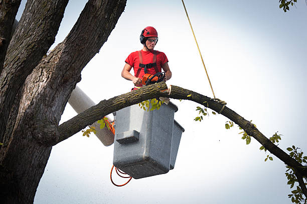 Best Fruit Tree Pruning  in North Star, DE